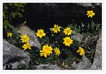 Hieracium humile * Hawkweed - Corsica - July 1993 * 4956 x 3374 * (4.64MB)